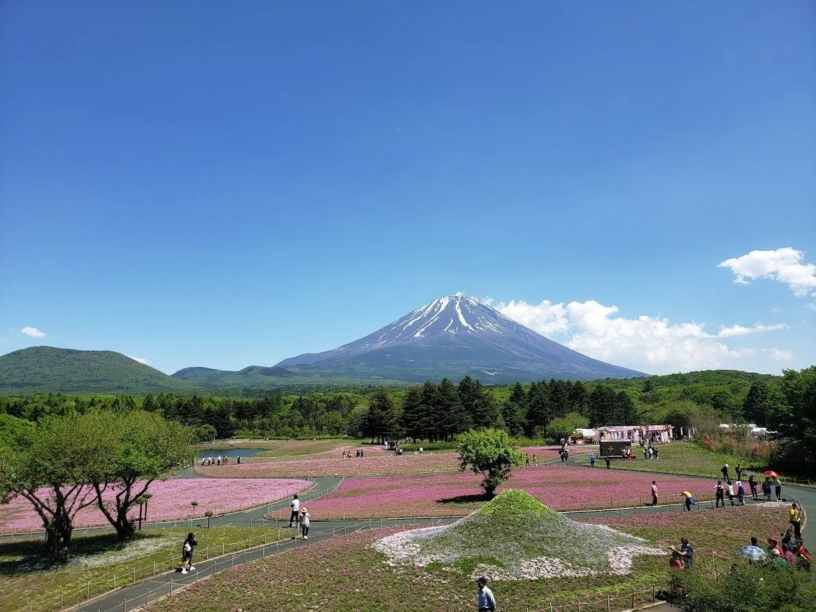 富士本栖湖·芝樱公园